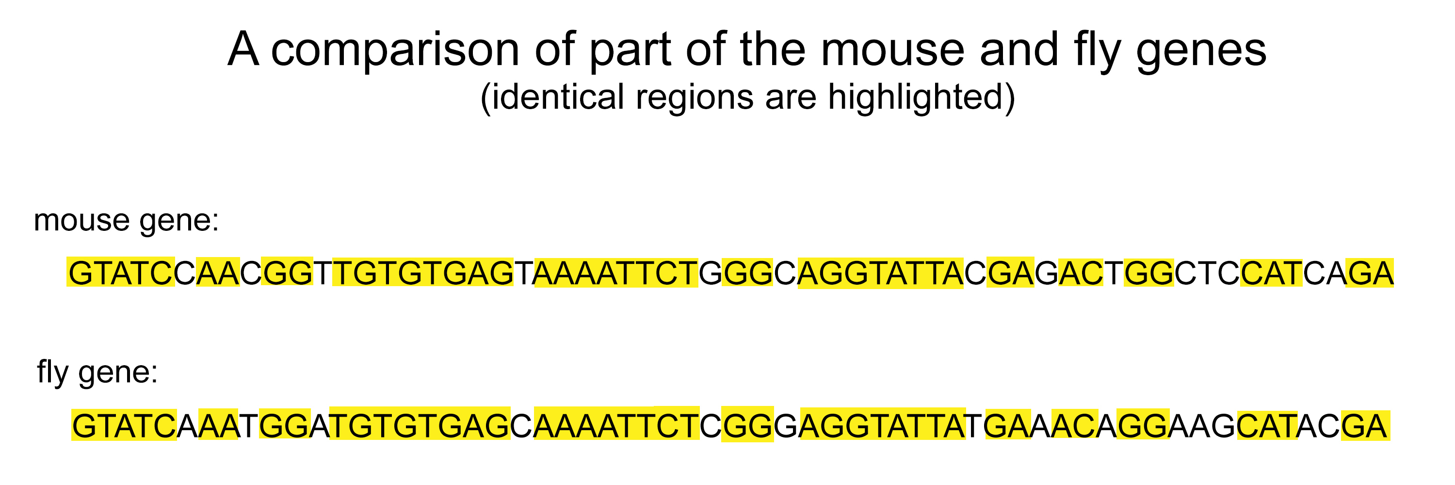 Part of the DNA of a mouse and fly with highlighted comparisons which are the same